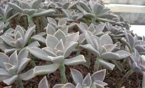 新手该怎么选择适合的多肉? 这14款好养易活的多肉了解一下!