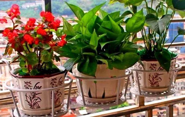 娶了爱养花的女人, 种花种菜样样行, 你就等着享福吧!