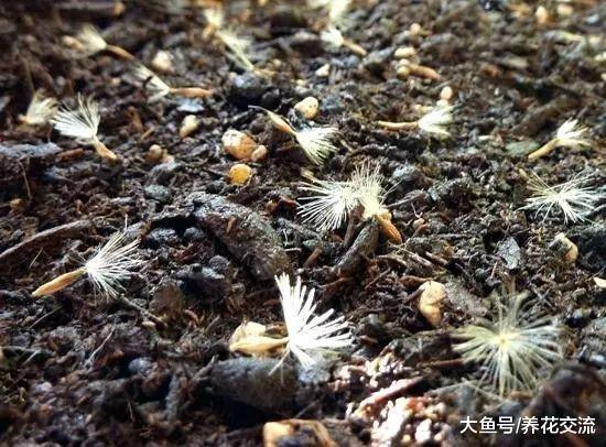 特别喜欢光照的非洲菊用种子养成盆栽的几个技巧