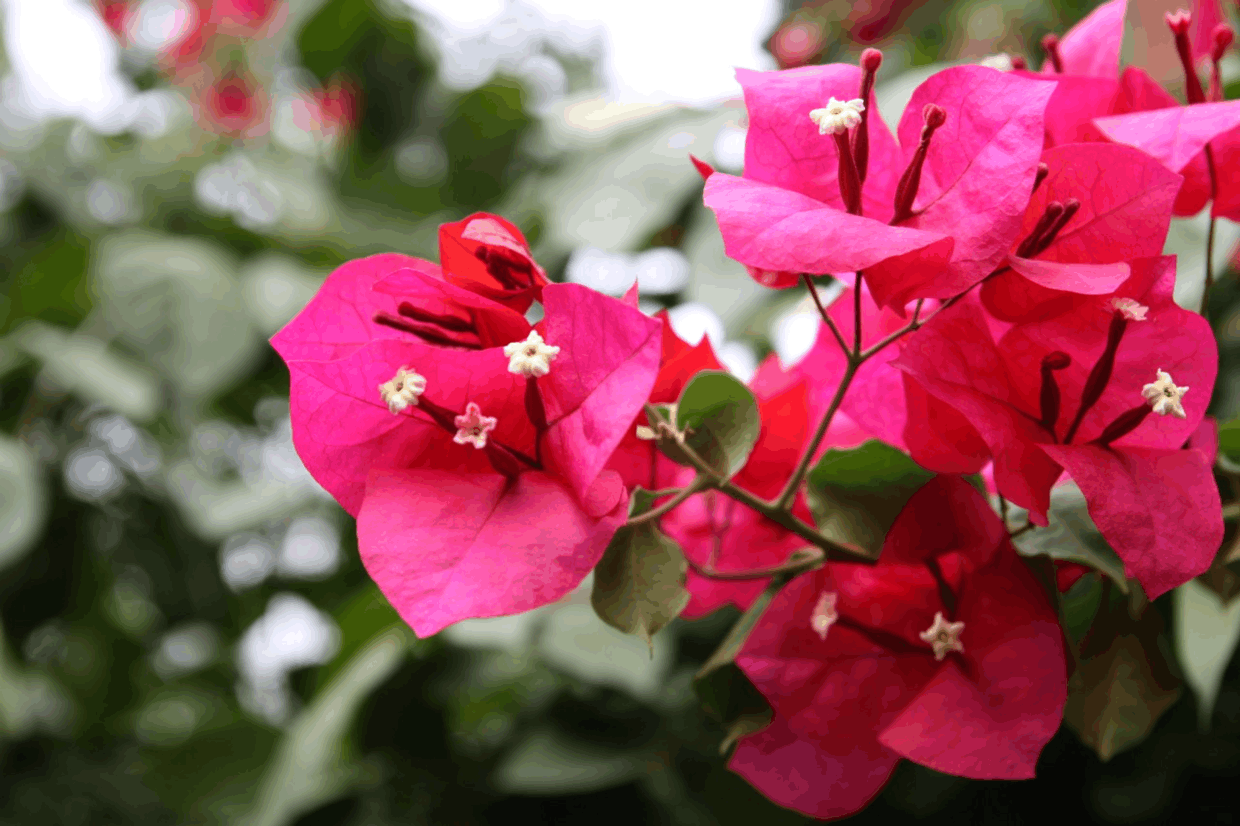 养盆君子兰开花难, 换点“腐叶土”, 开花多了停留时间能更长!