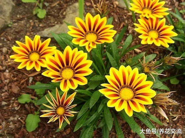 8种特别适合种在院子里的铺地植物, 匍匐长在地上长成花毯子