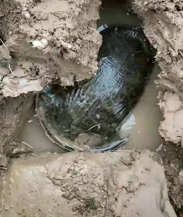 小伙田里挖坑, 挖出的东西让他觉得太神奇了