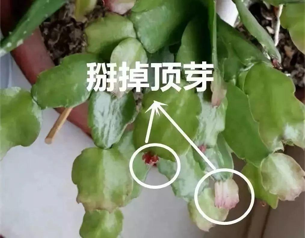 蟹爪兰闹脾气? 把叶子摘摘, 花芽一个劲的往外长!