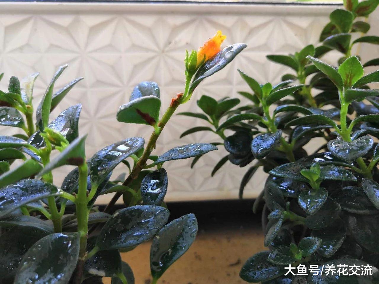 枝条不断掐顶就能花开不断的金鱼花, 不养一盆就亏大了