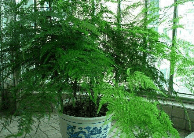 文竹就喜欢这种“脏又臭”的东西, 几粒下去, 绿枝冒不停!