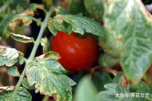 诱发番茄黄叶病的15种原因, 养好之后就能经常结果