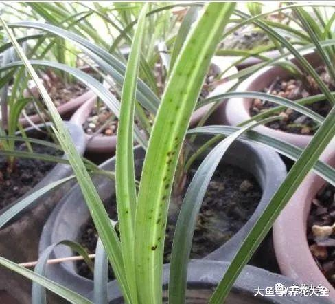 兰花烂根又长斑, 取出来消消毒, 重新翠绿有生机!