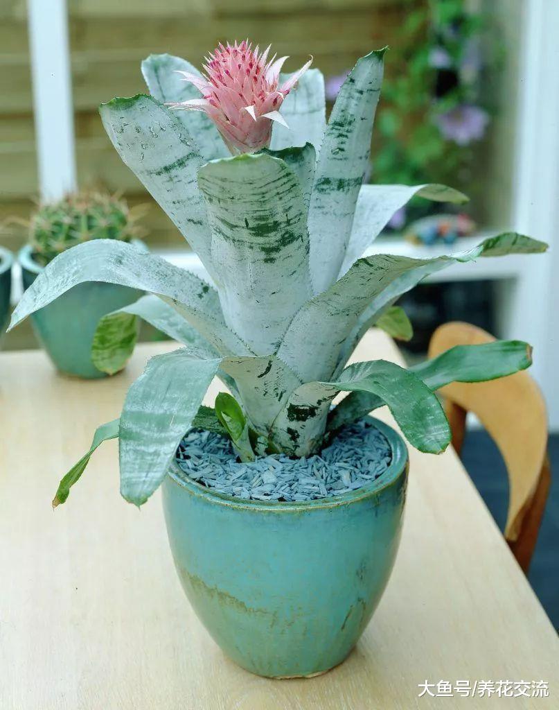 7种观赏性非常棒的室内盆栽, 养这角落里也能变成迷人的景观