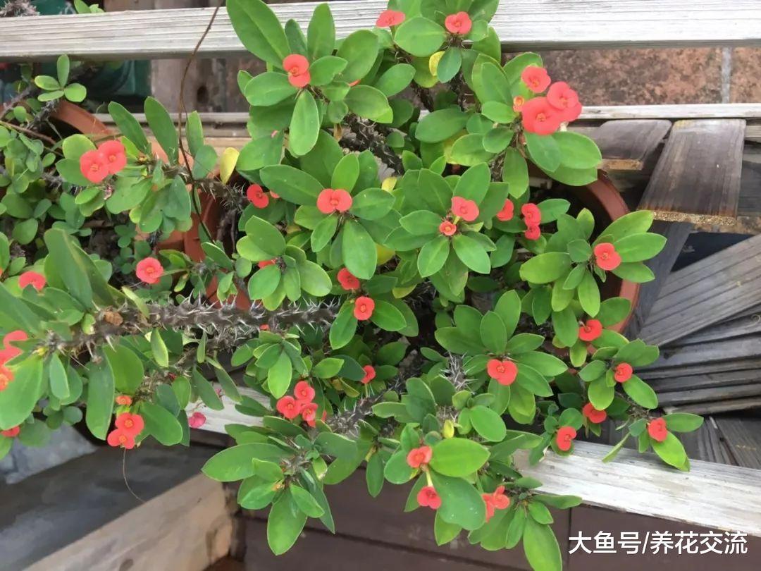 在盐碱、贫瘠的土壤中也能生长开花的铁海棠, 怎么促进多开花