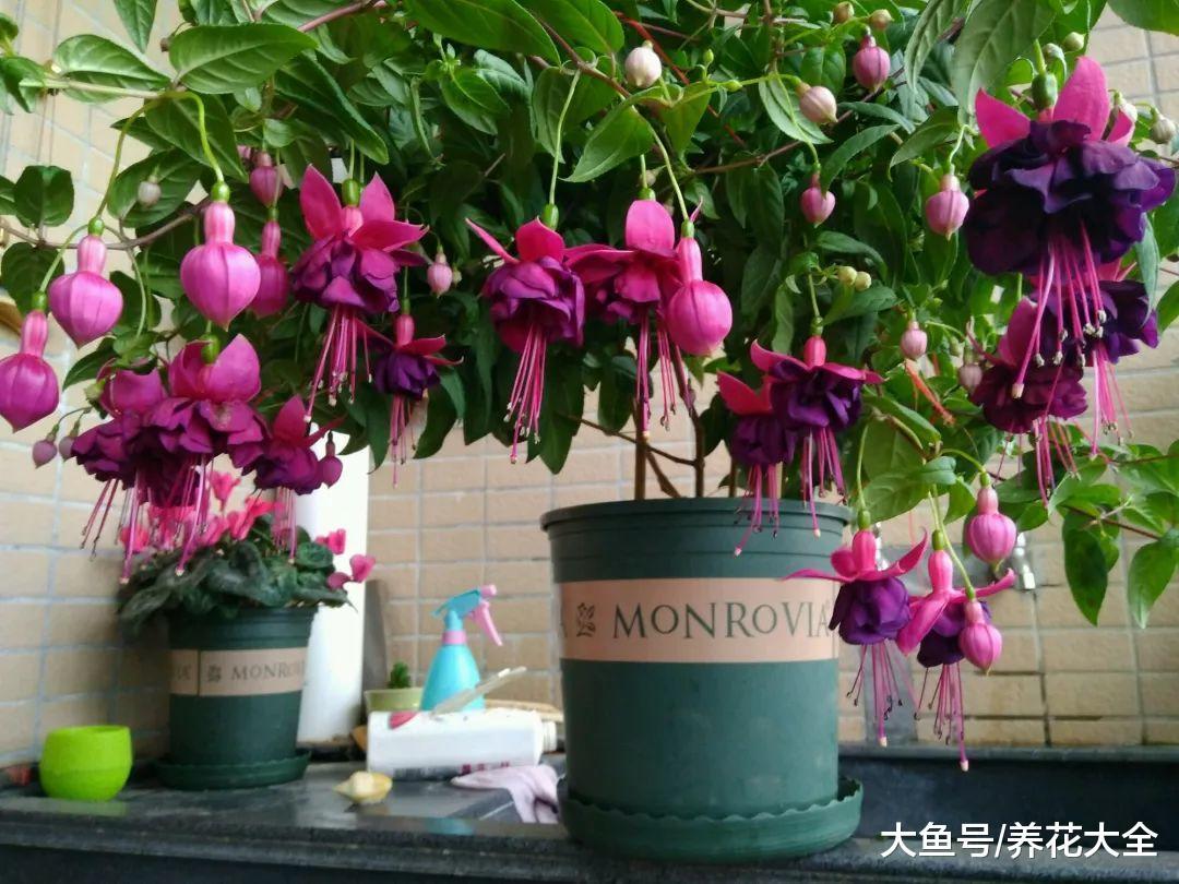 20种耐阴花卉, 就算阳光不足, 也能年年都开花!