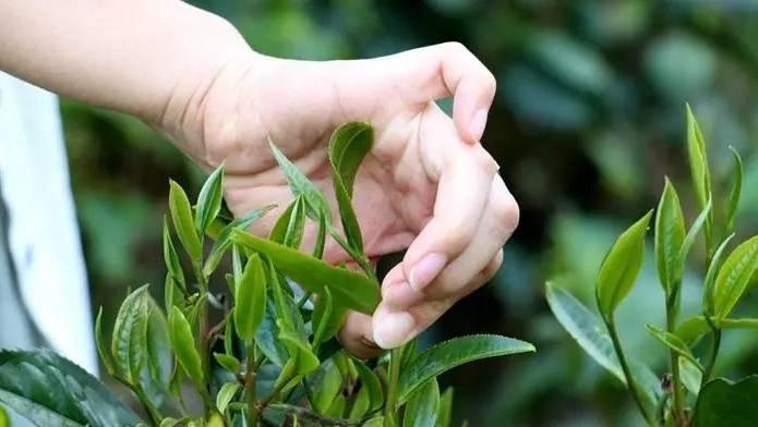 茶界知名大咖带您探秘普洱茶暨招商会