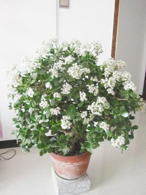 10年“玉树”老桩, 没开1花朵, 用这3招催花, 两年“花开爆盆”