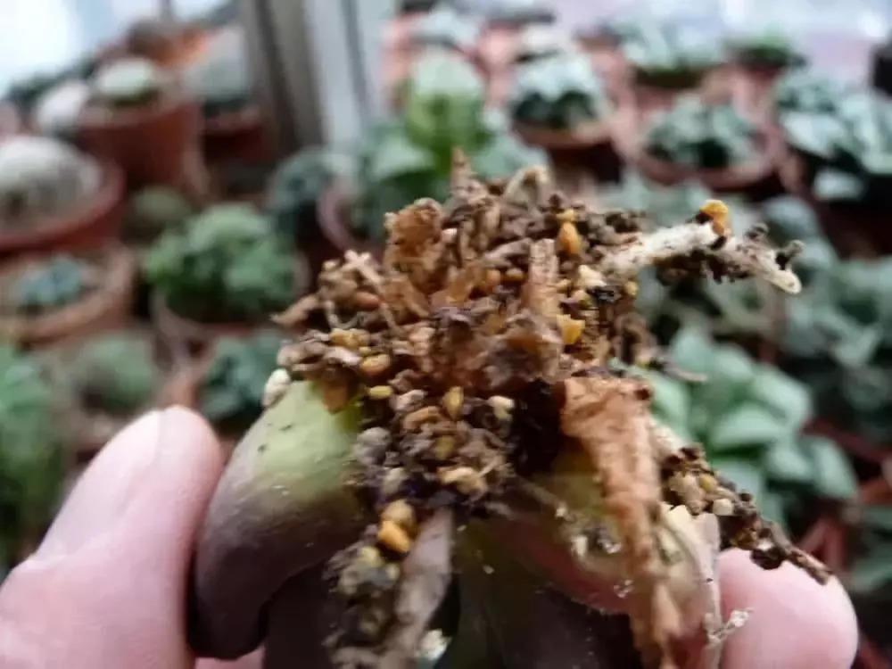 秋天一个小动作, 花多活10年, 越早知道越好!