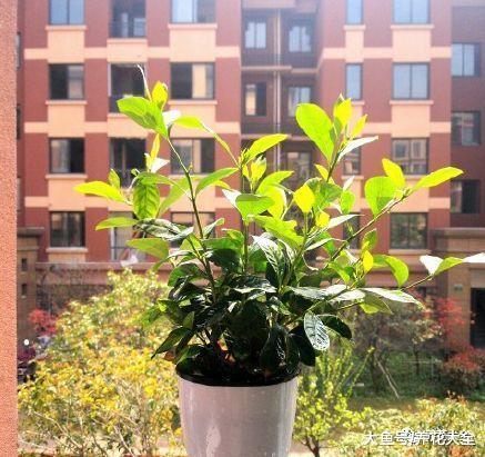 栀子月季咔嚓1刀, 花苞多到爆, 枝都压弯了!