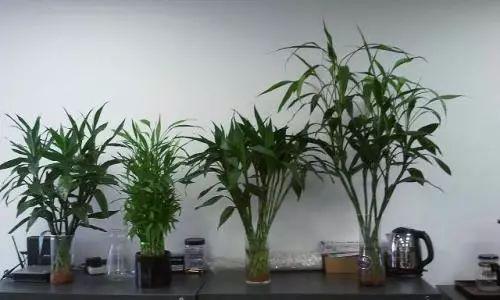 富贵竹在这么炎热的夏天该怎么生存? 富贵竹夏季养护了解一下?