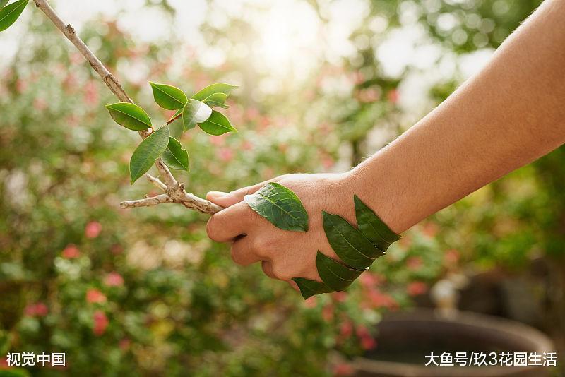 家庭养花草本植物——角堇