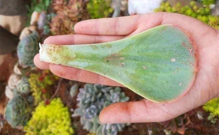 网友家的多肉种地里, 1片叶子手掌大, 真是“活久见”!