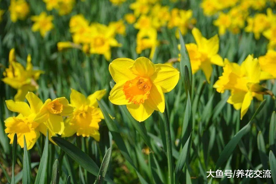 6种在春暖之后开花的球茎花卉, 开花特别优美