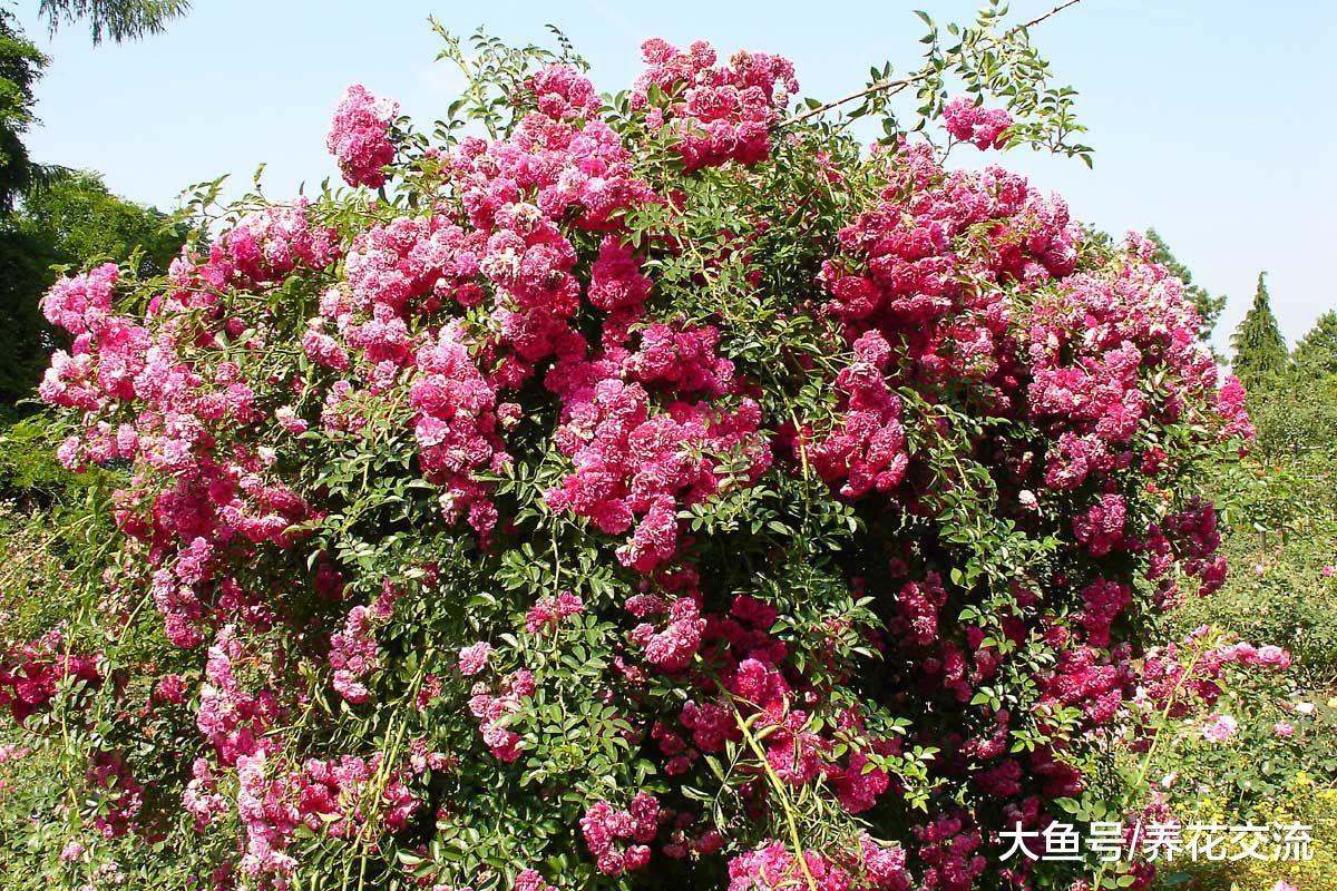 9种可以保持常年翠绿的开花灌木, 果子也是特别自然的