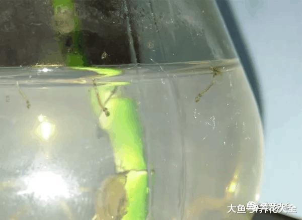 水培瓶里放条鱼, 根肥叶绿不招虫!