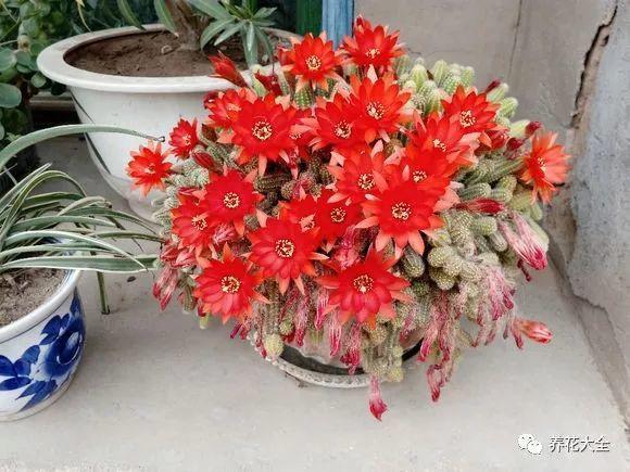 1个仙人球开40朵花, 这些品种, 你又见过多少?