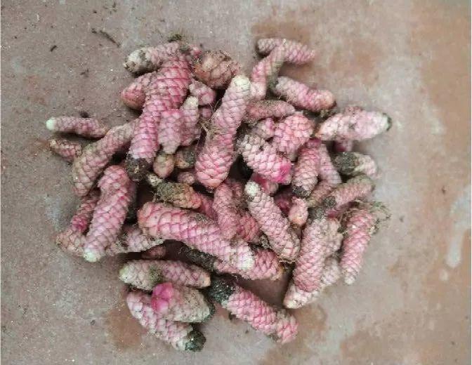 打翻花盆, 里面挖出一堆“虫”, 没想到埋土里就发芽!