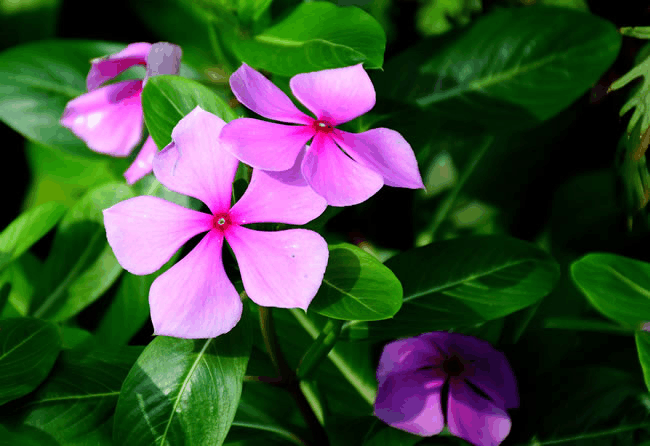 这3种花, 虽然“不出名”, 但是花能从春开到秋!