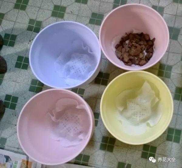 外出1个月, 有了这根旧鞋带, 家里的花照样长爆盆!