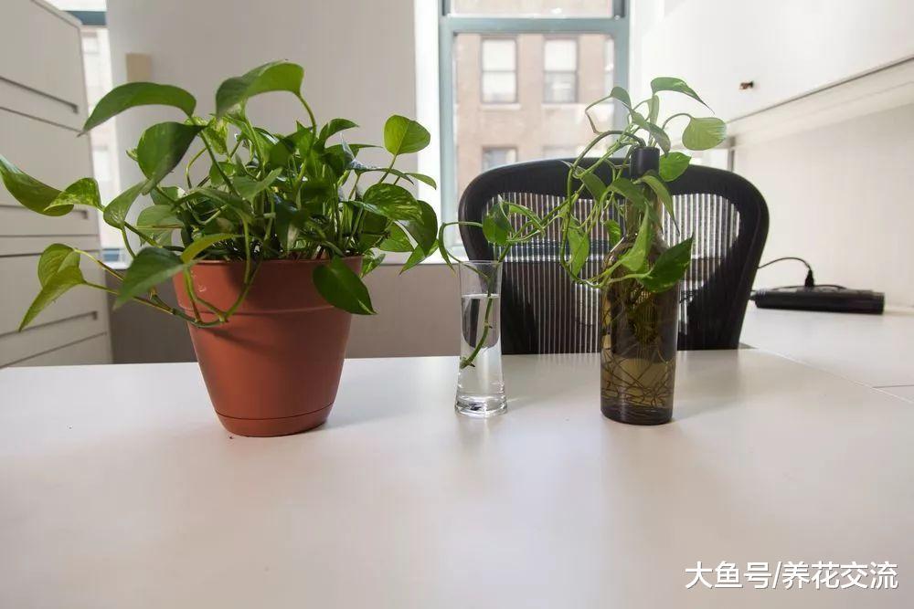 在小杯子里用绿萝的枝条水培扦插, 摆放在桌面上特别清新亮丽