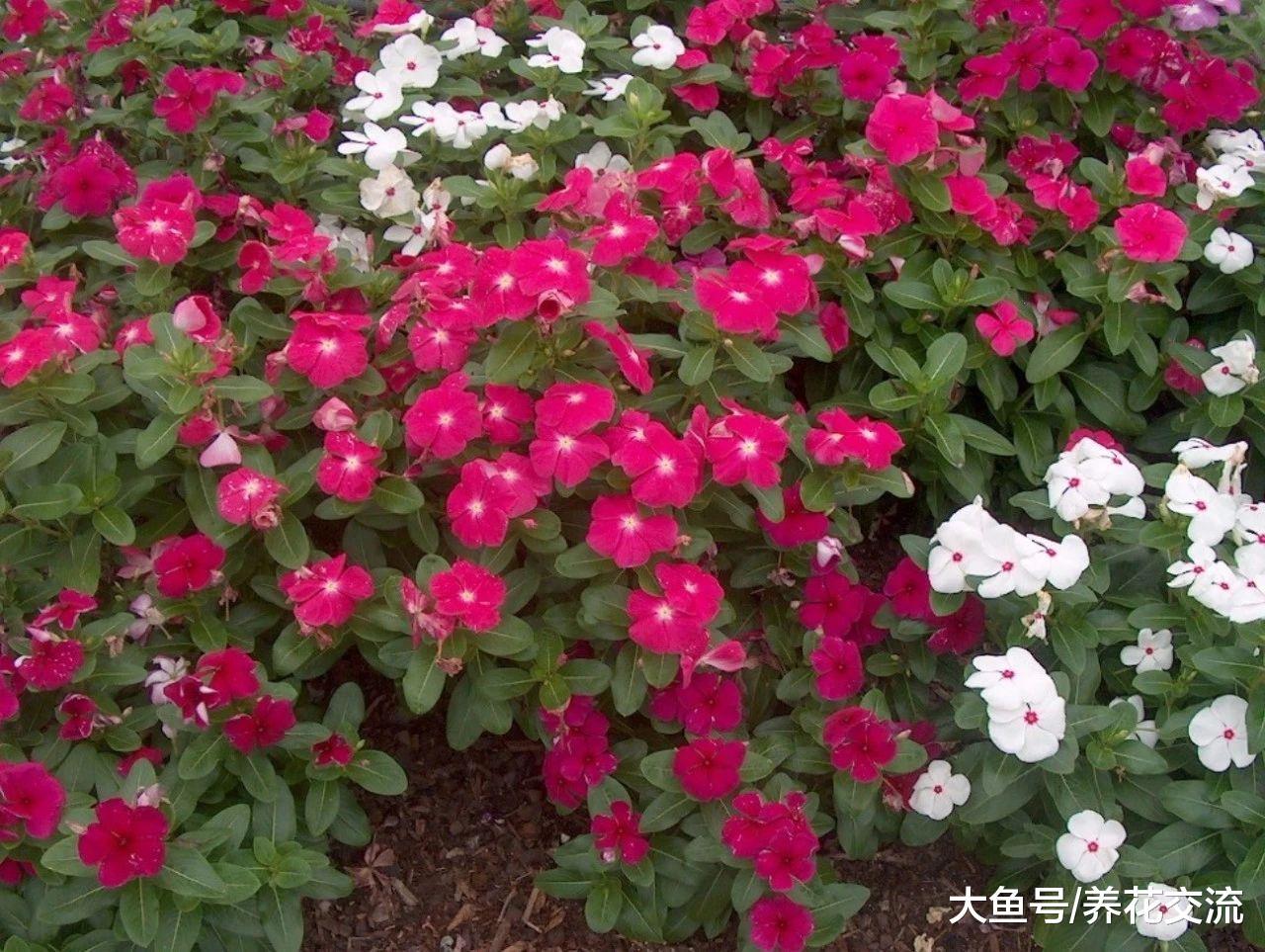 养在阳台上就能常年开花的长春花, 没想到还有这么多花色