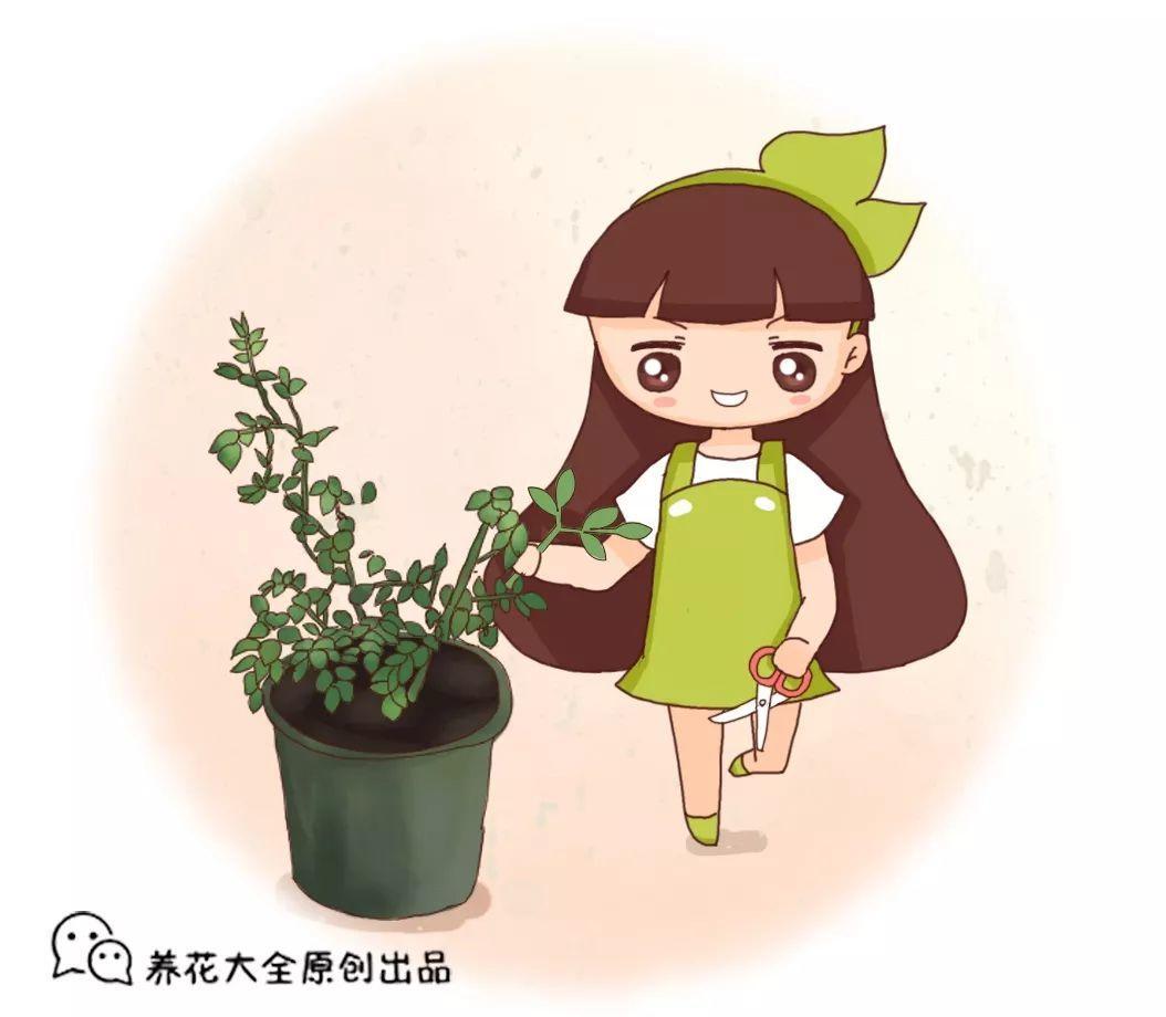 老花匠教你养月季, 花后剪一刀, 来年窜枝猛开花!
