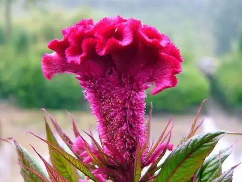 这些花在春天播种最适合了, 好养易活, 发芽率高!