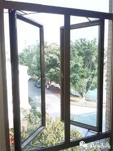 君子兰春天这么养, 一整年绿得流油, 开花爆盆不是事儿!