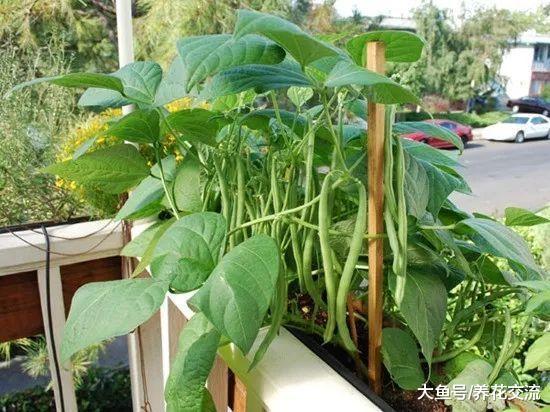 5种养在院子里特别容易的花园植物, 春暖后就可以直接播种繁殖