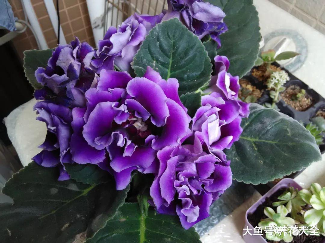 这10种花, 千万别朝叶片喷水, 要不喷1盆死1盆!