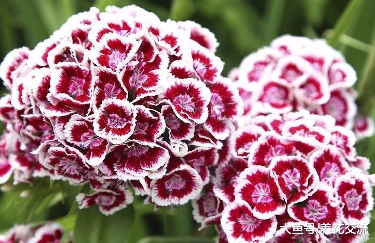 9种在冬春时节开花的草本花卉, 特适合在秋季进行栽培