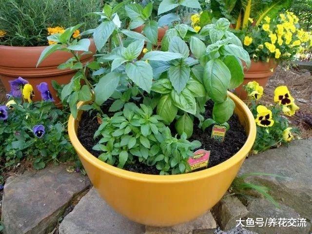 新手想要在院子里种一些容易开花的植物, 这9种就很适合