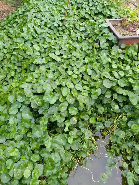 这4种花, 臭水沟挖点养盆里, 1分钱不花爆10盆!