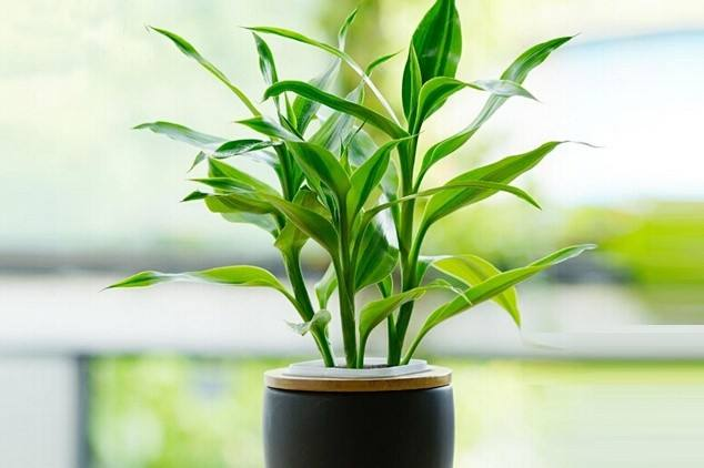 富贵竹“根部”稀疏, 7天来点“催生水”, 大白根突突长出来!
