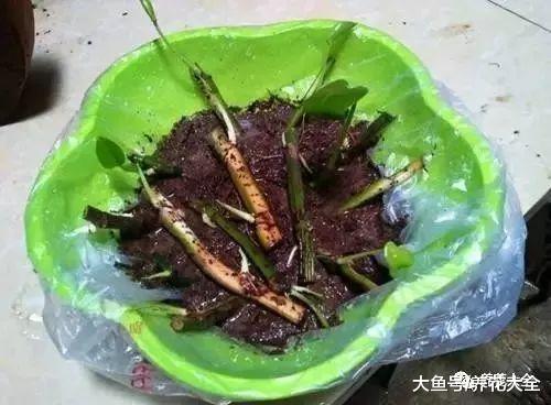 绿萝黄叶了别扔, 把它们留下种起来, 明年又是新的一盆!