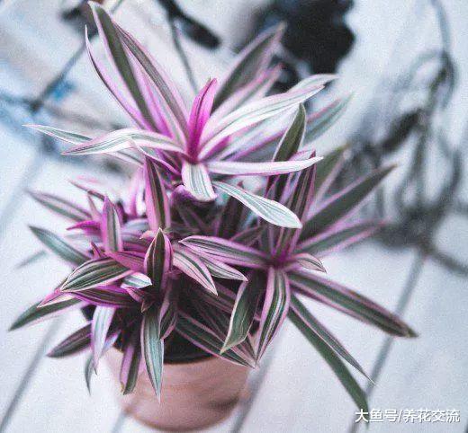 9种特别容易养护的空气净化植物, 作为盆栽养家里正适合