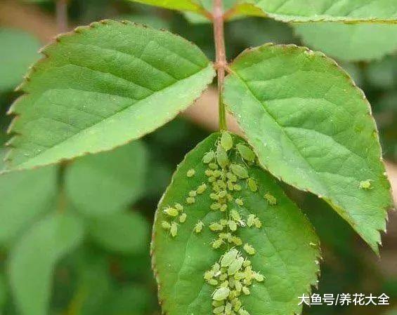 浇花水里兑点它, 虫子全死光, 花蹭蹭疯长!