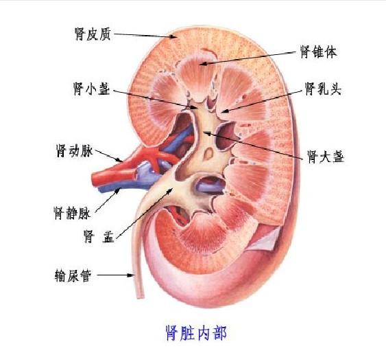 想肾脏健康, 少吃这2类食物, 小心嘴巴“惹祸”病从口入!