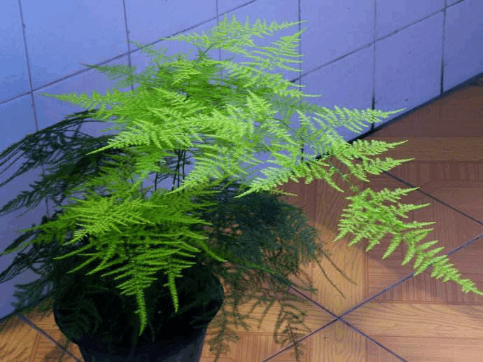 文竹就喜欢这种“脏又臭”的东西, 几粒下去, 绿枝冒不停!