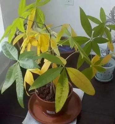 高温干燥! 发财树又黄叶了? 试试这几招, 让叶片长的油光锃亮