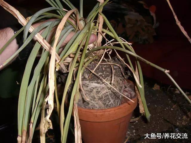 室内养护的吊兰出现叶子干尖的状况, 不处理还容易造成叶黄、枯萎