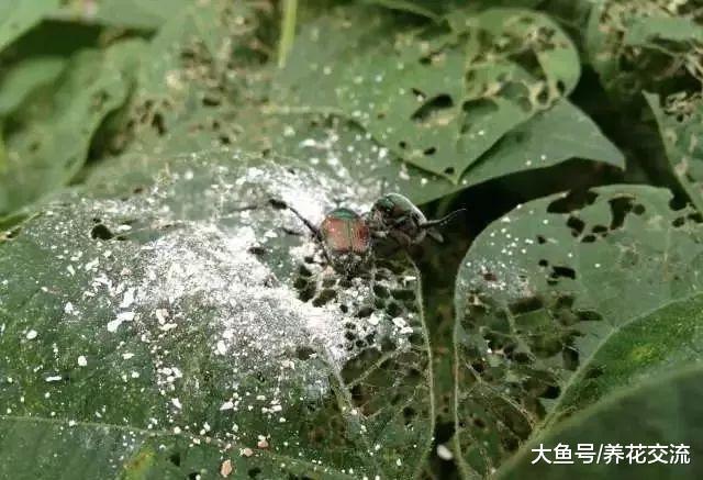 用鸡蛋壳来控制植物花卉的害虫, 不用药物也能防治病虫