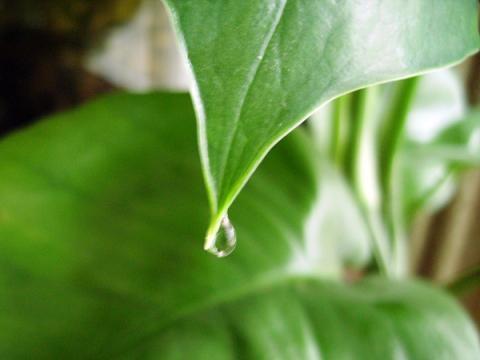 这5种花“有毒”, 第3、第4个竟然全株有毒, 看了马上“搬走”
