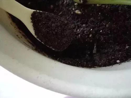 盆里撒上1斤它, 绿萝3天胖1圈, 叶子肥得要冒油!