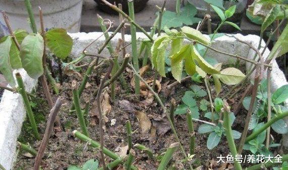 爬藤开花还结果, 夏天种1棵, 小阳台变百果园!
